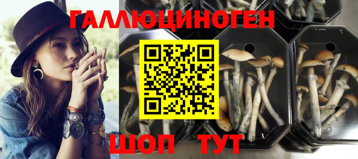 Галлюциногенные грибы Psilocybine cubensis  Псилоцибиновые грибы Cubensis  Вход с VPN  Каменка 